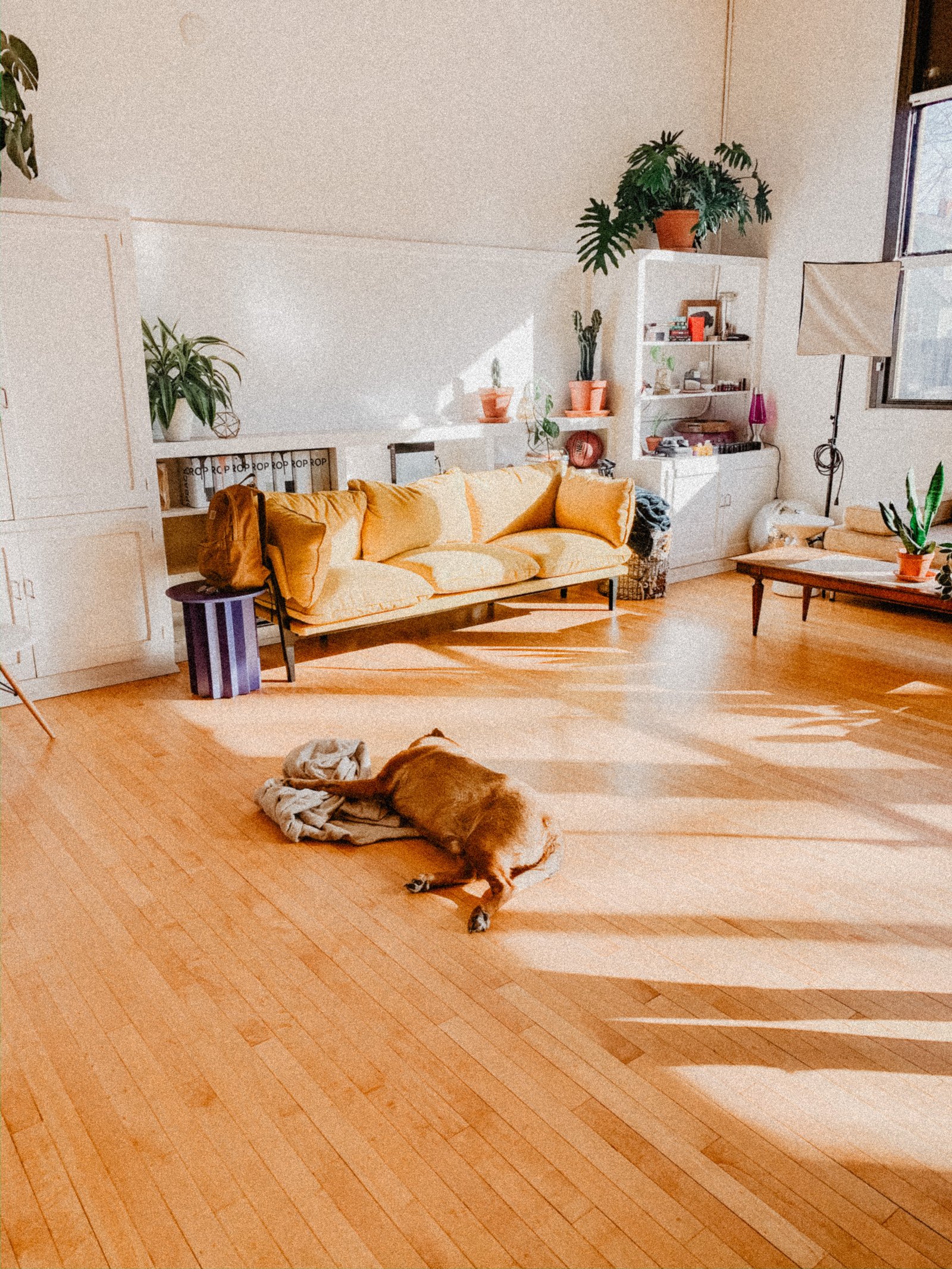A living area in a home with a dog laying on newly restored light wood floors.